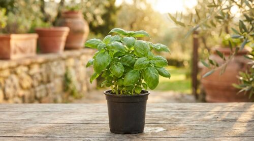 scopri se è necessario rinvasare subito una pianta appena acquistata in vivaio e i migliori consigli per farla crescere sana e forte.