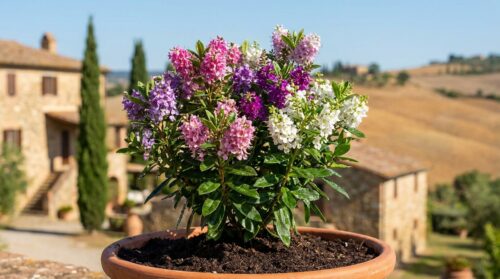 pianta questo arbusto subito: da marzo trasforma il tuo giardino in un meraviglioso spettacolo floreale con fioriture sorprendenti.