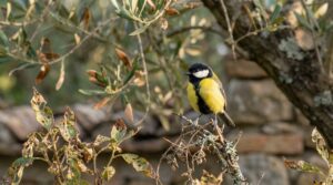 Ecco perché la presenza di cince nasconde un grave problema nel tuo giardino
