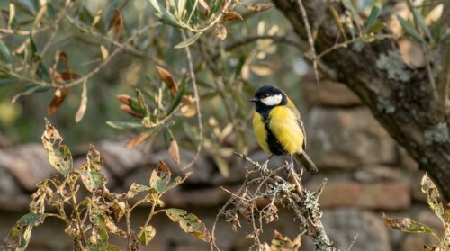 Ecco perché la presenza di cince nasconde un grave problema nel tuo giardino