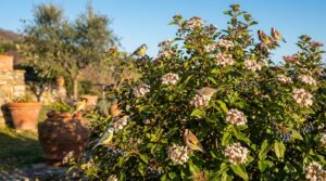 Sembra insignificante: eppure, questa pianta attira più uccelli di qualsiasi mangiatoia: piantala subito